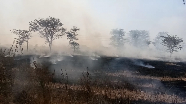 प्रतिबंधके बावजूद, बेखौफ किसान जला रहे पराली