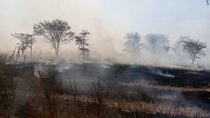 प्रतिबंधके बावजूद, बेखौफ किसान जला रहे पराली