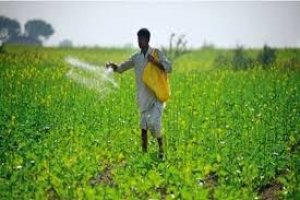 राज्य में अब तक 36.42 लाख हेक्टेयर क्षेत्र में विभिन्न फसलों की बोनी लक्ष्य का 75 प्रतिशत हुई बोनी