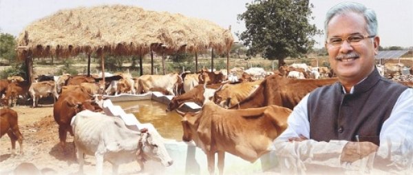 गौठानों को अपने गांवों की पहचान बनाएं : मुख्यमंत्री की ग्रामवासियों से अपील ..