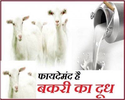 डेंगू का बढ़ रहा प्रकोप, बकरी का दूध पीएं रोज