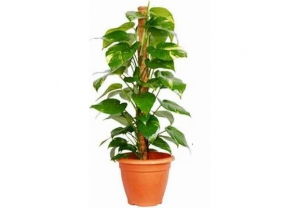 सावधान! घर के पास लगे वृक्ष या पौधे कहीं आपस में शत्रु तो नहीं हैं?