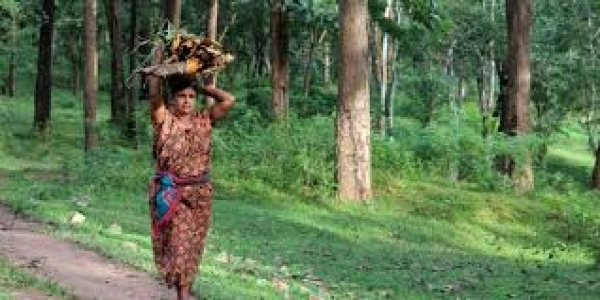 वनाधिकार क्रियान्वयन में छत्तीसगढ़ की अग्रणी भूमिका&mdash;वन विभाग की सशक्त प्रतिबद्धता का प्रमाण