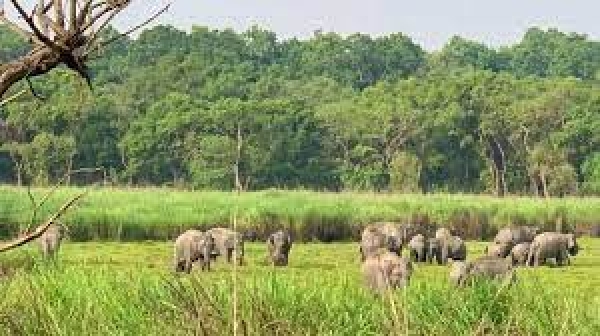 दो राष्ट्रीय उद्यान, 03 टायगर रिजर्व, 01 एलीफेंट रिजर्व सहित 32 वनमंडलों में नरवा विकास के कार्य स्वीकृत