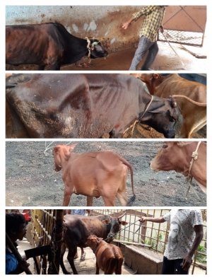 मुख्यमंत्री बघेल के गौठान योजना की खुलेआम उड़ रही दुर्ग निगम में धज्जी