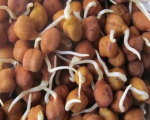 अंकुरित चने के सेवन से पाएं सेहत और सुंदरता, जानिए गुणकारी फायदे