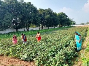 &lsquo;नई किरण&lsquo; समूह की महिलाओं को मिला आय का सशक्त जरिया अनुपयोगी जमीन में ली सब्जी की पैदावार, तीन माह में हुआ सवा लाख का मुनाफा