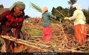 गन्‍ना किसानों के बकाया मामले में सुप्रीम कोर्ट का केंद्र और 11 राज्‍यों को नोटिस, तीन हफ्ते में मांगा जवाब