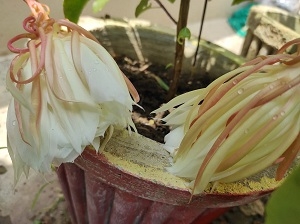 साल में एक बार खिलने वाले ब्रम्ह कमल का इंतज़ार दुर्ग निवासी साहू परिवार सहित उनके परिचितों को 