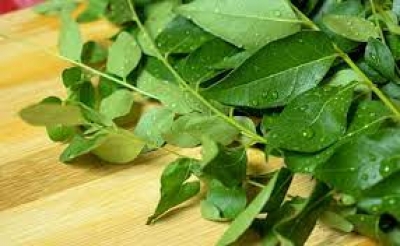 बालों की काया पलट सकते हैं करी पत्ते, बस इन 2 चीजों को मिलाकर लगा लीजिए Curry Leaves