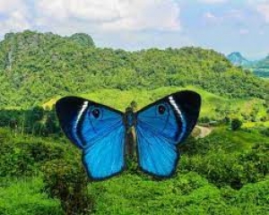 फेंगशुई के अनुसार घर में तितलियों की तस्वीर रखने के होंगे 5 फायदे