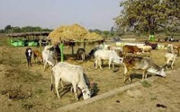 गौठानों को रूरल इंडस्ट्रियल पार्क के रूप में विकसित करने एक माह में तैयार की जाए कार्ययोजना..