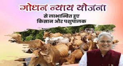 छत्तीसगढ़ में गोबर खरीदी का आंकड़ा 100 करोड़ रुपये के पार :  गोधन न्याय योजना  बनी गरीबो का सहारा