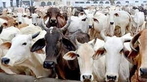 गाय को राष्ट्रीय पशु घोषित करने की मांग वाली याचिका पर भड़का SC, कहा- जुर्माना लगाना पड़ेगा क्या?