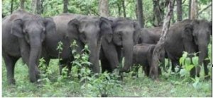 हाथियों का आतंक : महुआ बीनने गई नाबालिग समेत महिला की मौत....