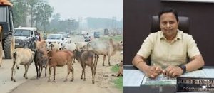 गोवंश मर रहे हैं सडको पर , गौठान पर जगह नहीं , चारागाह की भूमि पर भावभूमि ने जमा रखा कब्जा,रखा निगम प्रशासन मौन..