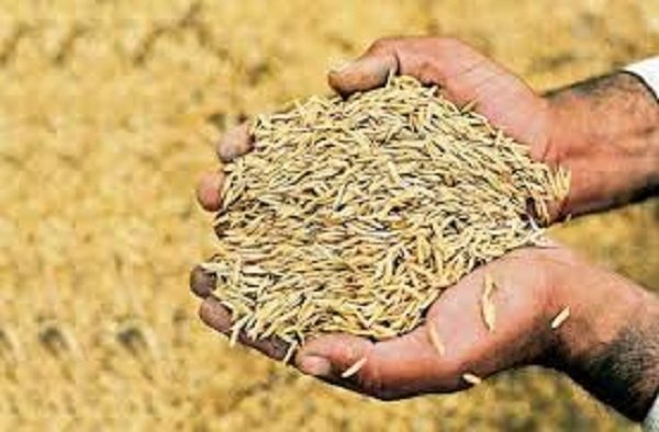 धान खरीदी के लिए किसानों का पंजीयन 31 अक्टूबर तक