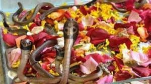 नाग पंचमी  जानिए क्यों करते हैं सर्प पूजा, कैसे प्रसन्न होते हैं सर्प