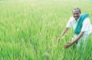 धान बीज उत्पादक कृषकों को मिलेगी 23.77 करोड़ रूपए की आदान सहायता
