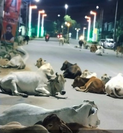 दुर्ग शहर की बदहाली: आवारा पशु, गड्ढे और अंधेरे में डूबी सड़कें &mdash; शहरी सरकार की निष्क्रियता पर उठ रहे सवाल
