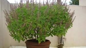 गोदान से अधिक है तुलसी पूजा का फल, कार्तिक मास में होता तुलसी शालिग्राम का विवाह