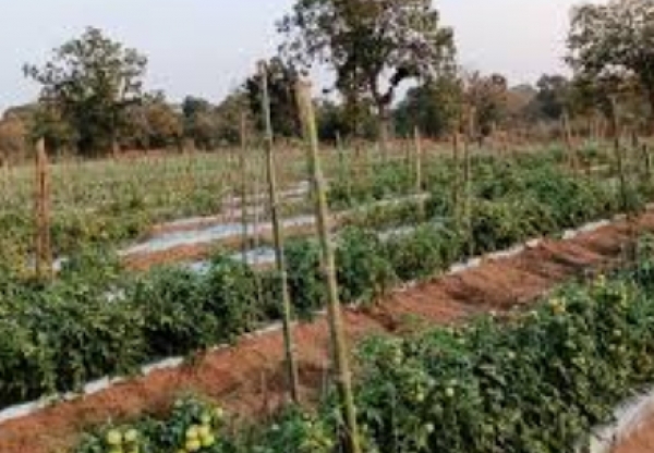 नवीन उद्यानिकी नर्सरी स्थापना हेतु 22 लाख रूपए की प्रशासकीय स्वीकृति