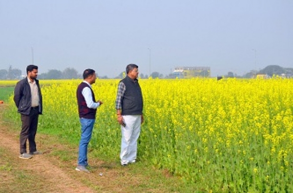विशेष लेख : धान-परती भूमि में सरसों की खेती से किसानों की अच्छी आय संभव