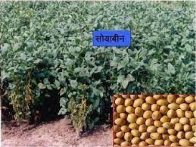 सोयाबीन की जगह अरहर फसल साबित हो सकता है बेहतर विकल्प