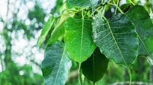 पौधों में बसते हैं भगवान, छोटी सी बगिया से सजाएं अपना घर