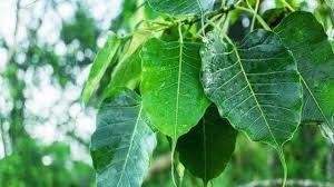 पौधों में बसते हैं भगवान, छोटी सी बगिया से सजाएं अपना घर