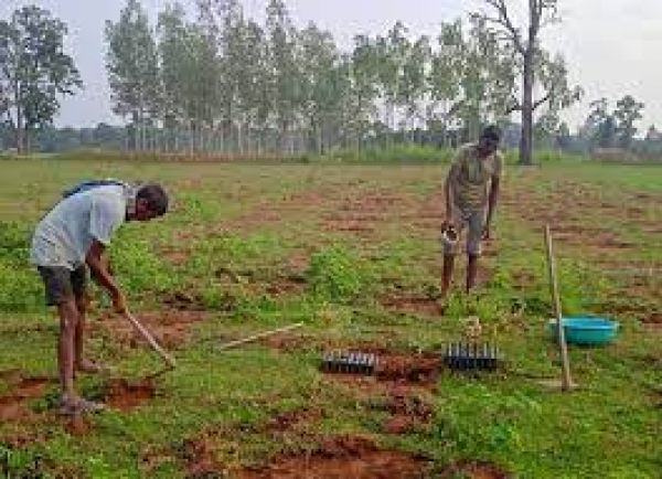 बड़े पैमाने पर वाणिज्यिक वृक्षारोपण को मिलेगा बढ़ावा