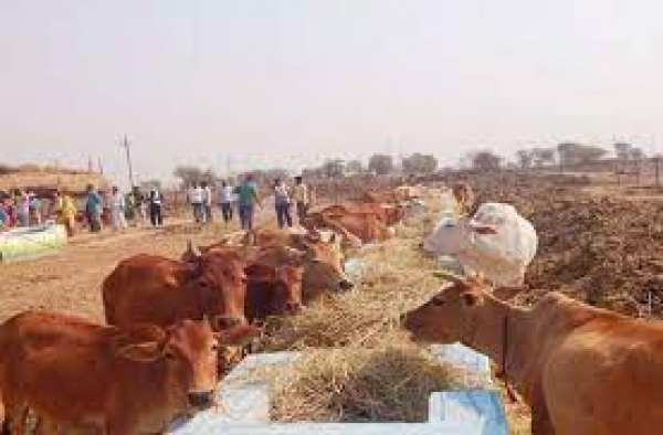 गोठान में मवेशियों के लिए किसान कर रहे पैरादान