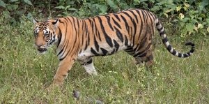 खैरागढ वन परिक्षेत्र में दिखा बाघ , ग्रामीणों की आशंका आस पास बाघ के छुपे होने की