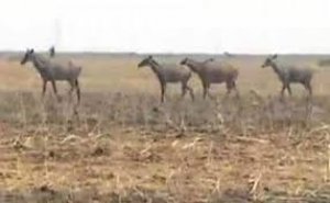 नीलगाय जैसे जंगली जानवरों को मारने की छूट देने वाले राज्यों को सुप्रीम कोर्ट का नोटिस