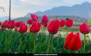 PM मोदी ने फोटो शेयर कर की अपील- जम्मू-कश्मीर के सुंदर ट्यूलिप गार्डन का दर्शन करें