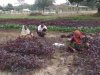 आजीविका केन्द्र के रूप में विकासित हो रहे हैं गौठान
