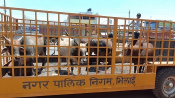 रोका छेका अभियान : भिलाई निगम 