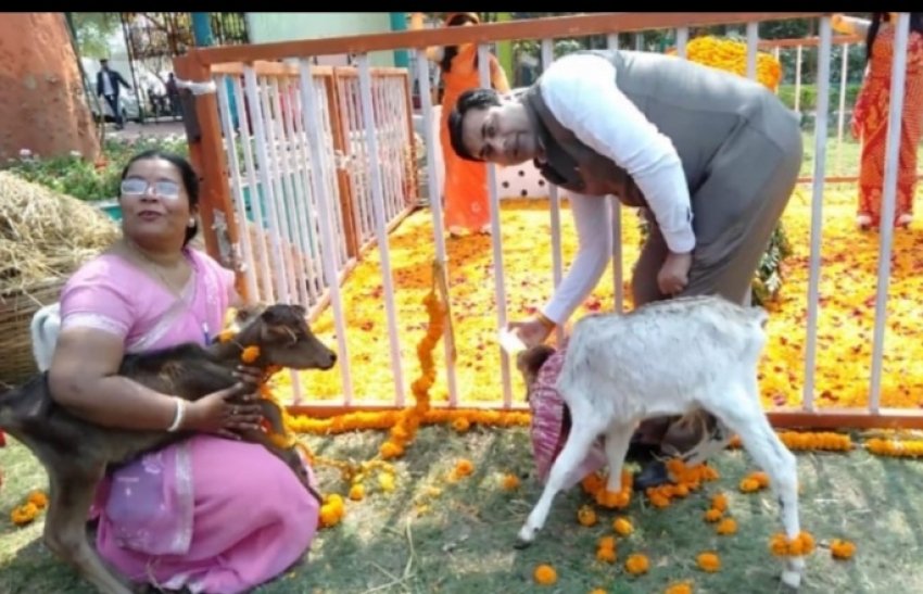 बिन मां के बछड़ो को महापौर बाकलीवाल ने किया दुलार , कहा हर संभव करेंगे मदद