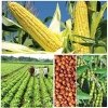 कृषक उन्नति योजना से अब खरीफ में दलहन-तिलहन, मक्का तथा लघु धान्य फसलों का उत्पादन करने वाले कृषकों को मिलेगा आदान सहायता राशि का लाभ