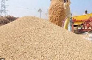 अबतक  7 लाख 13 हजार 760 टन धान की खरीदी, एक लाख 66 हजार 519 किसानों ने बेचा धान