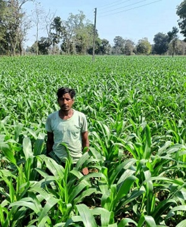 ग्रीष्मकालीन धान के बदले अन्य फसल के उत्पादन से