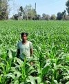 ग्रीष्मकालीन धान के बदले अन्य फसल के उत्पादन से