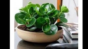 घर में लगाएं ये 5 फेंगशुई प्लांट्स, सुख-समृद्धि के साथ लाते हैं खुशहाली