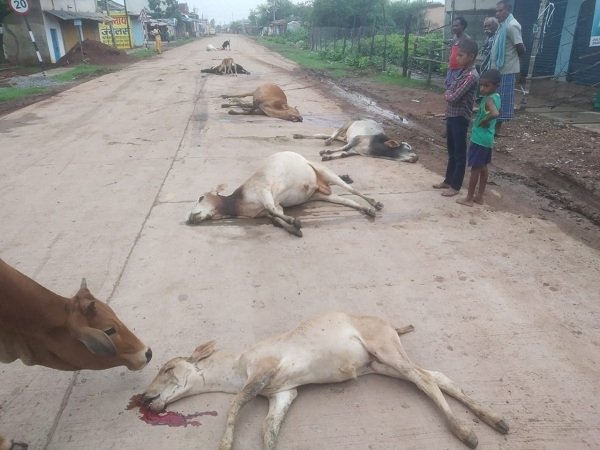 सड़क पर नज़र आ रहे आवारा मवेशी, व्यवस्था करने में स्थानीय प्रशासन विफल