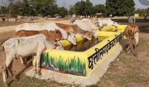गौठान में रोजगार का सृजन होने से समूह की महिलाएं आर्थिक रूप से बन रही हैं मजबूत: कलेक्टर