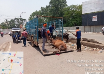 आवारा मवेशियों की धरपकड़ दुर्ग नगर निगम द्वारा