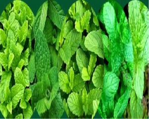 पुदीना बढ़ाएगा चेहरे की ताजगी, जानिए 3 आसान तरीके