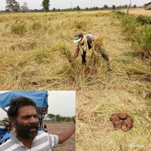 हाथियों का उत्पात, किसान परेशान, हाथी धान की फसल को पहुँचा रहे नुकसान