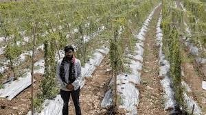 सफ लता की कहानी :पारंपरिक फसल छोड़ अपनाई करेले की आधुनिक खेती