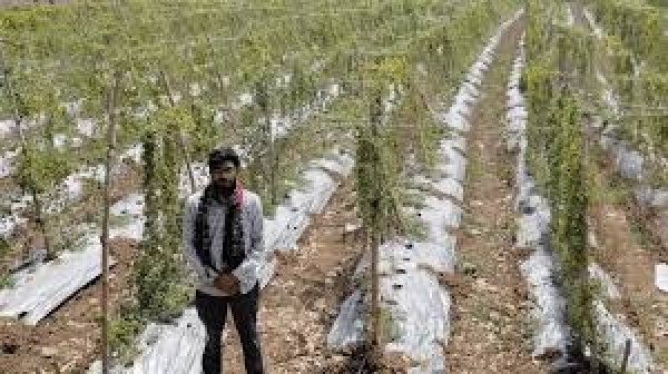 सफ लता की कहानी :पारंपरिक फसल छोड़ अपनाई करेले की आधुनिक खेती